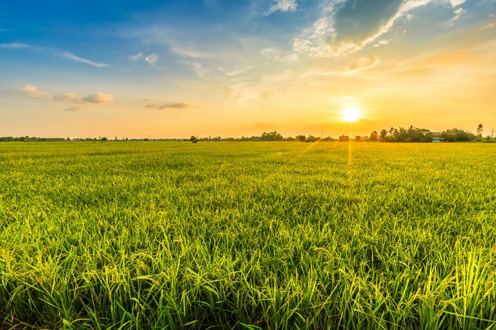 Wiese mit Sonnenstrahlen